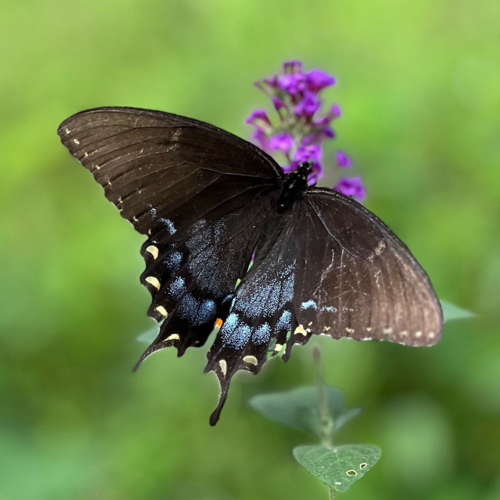 Meet your Posher, Mer